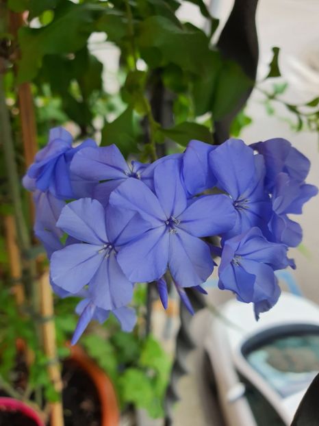  - Din grădina si alte floricele