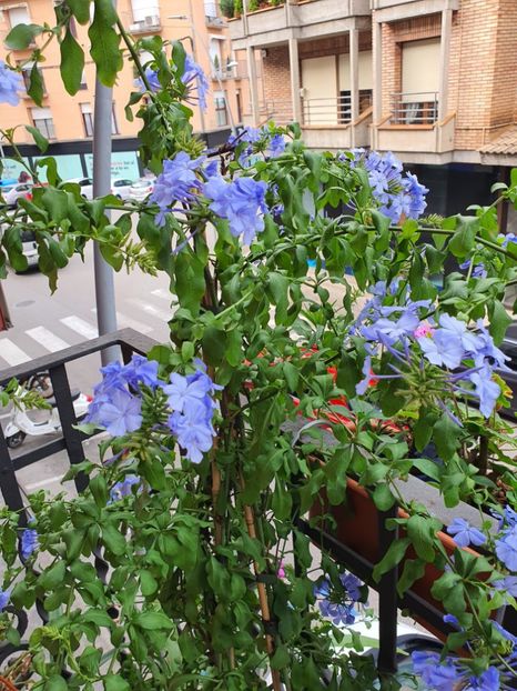  - Din grădina si alte floricele