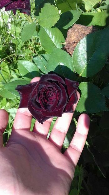  - Din grădina si alte floricele