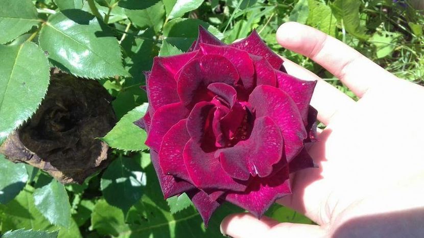  - Din grădina si alte floricele