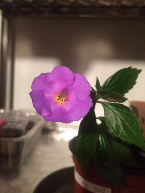 14.09.2020- New fantasy? - Achimenes 2020