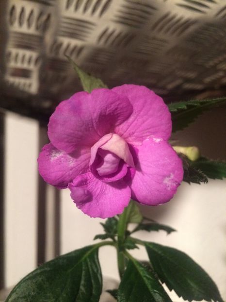 14.09.2020- Lavender Fizz - Achimenes 2020