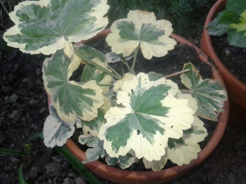 muscata varigata nr 3 10lei epuizat - w Produse livrate