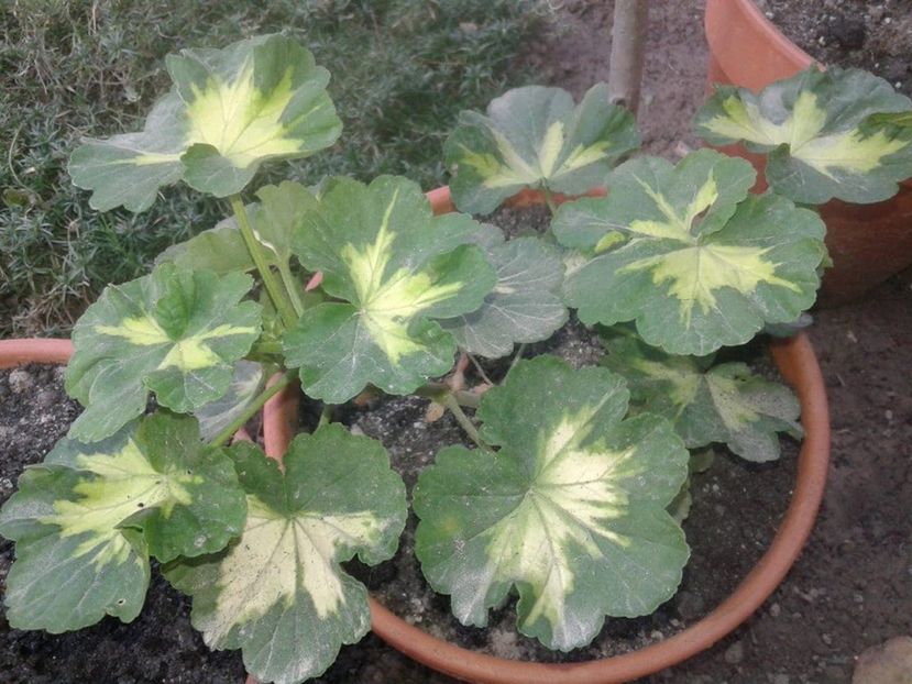 muscata variegata nr 1 10lei epuizat - w Produse livrate