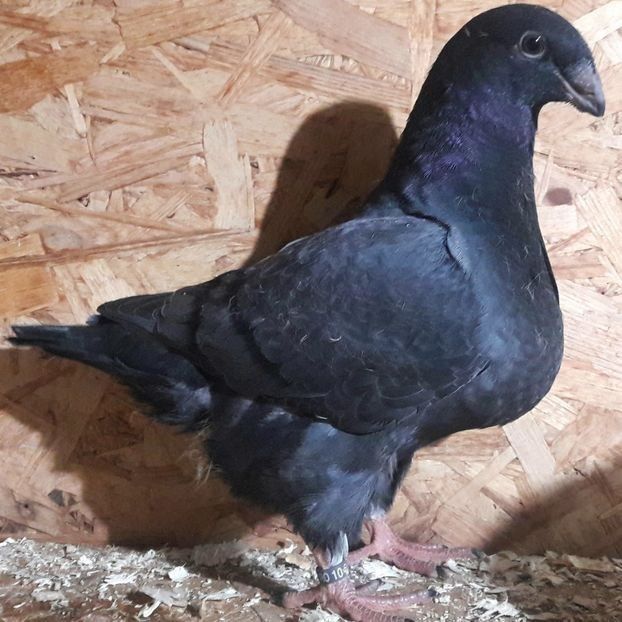  - 3---AGH DAȚI 2019 - 2025