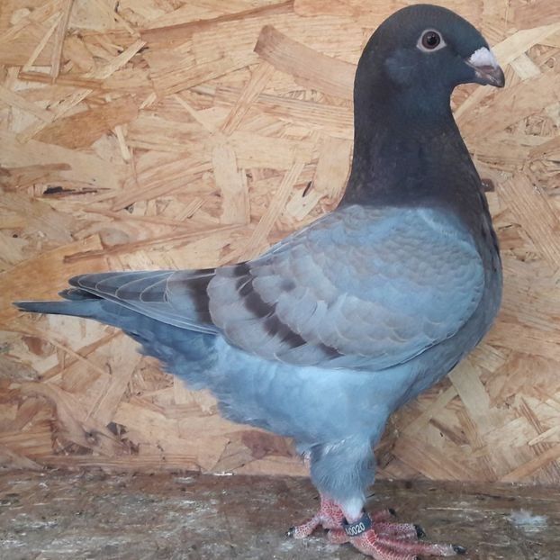  - 3---AGH DAȚI 2019 - 2025