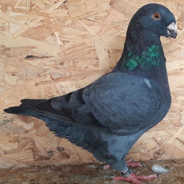  - 3---AGH DAȚI 2019 - 2025