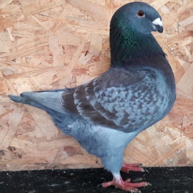  - 3---AGH DAȚI 2019 - 2025