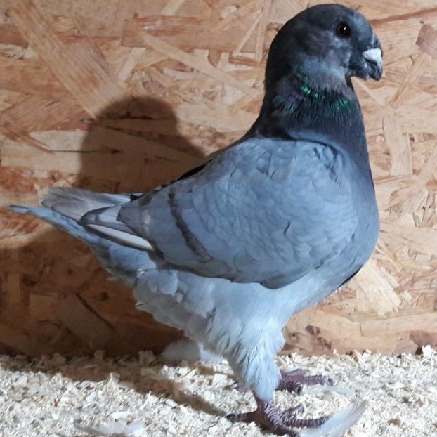  - 3---AGH DAȚI 2019 - 2025