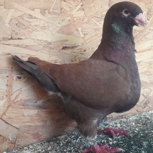  - 3---AGH DAȚI 2019 - 2025