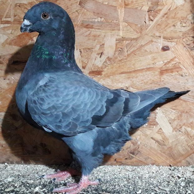  - 3---AGH DAȚI 2019 - 2025