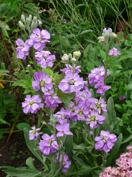  - 2020 - 03 - Toamna