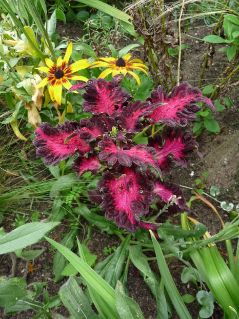  - 2020 - 03 - Toamna