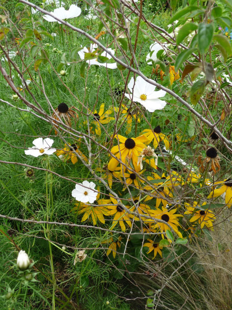  - 2020 - 03 - Toamna