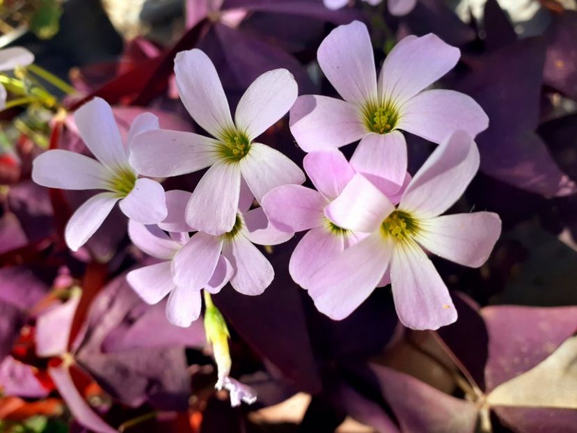  - Oxalis