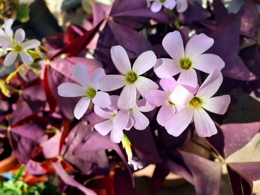  - Oxalis