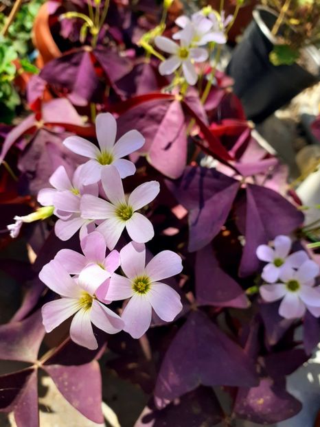  - Oxalis