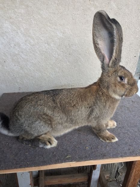 8CB31596-B572-446D-BA3C-31246AC4ADF6 - RO 8-3042