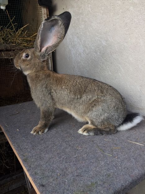 18EC8C70-69EE-47D9-A2D4-C835D93830DF - RO 8-3042