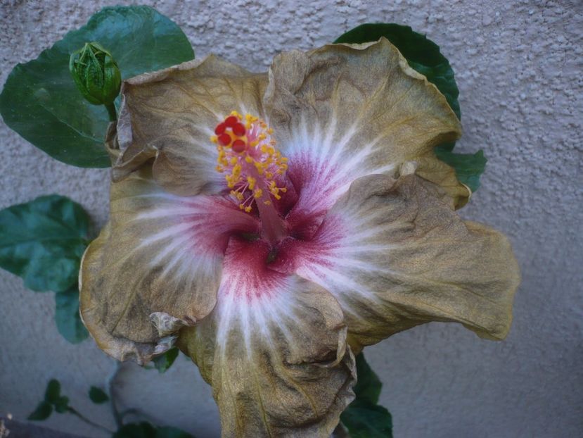 P1460498 - HIBISCUSI 2020-4