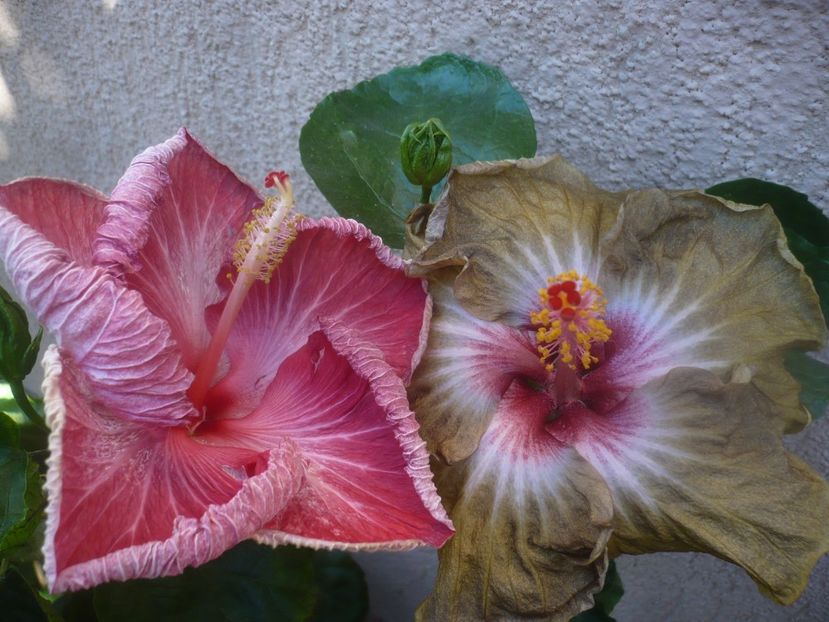 P1460499 - HIBISCUSI 2020-4