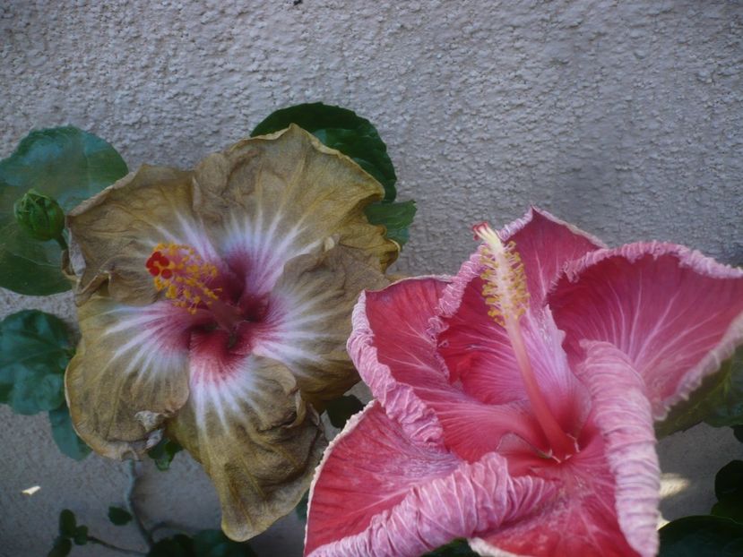 P1460500 - HIBISCUSI 2020-4