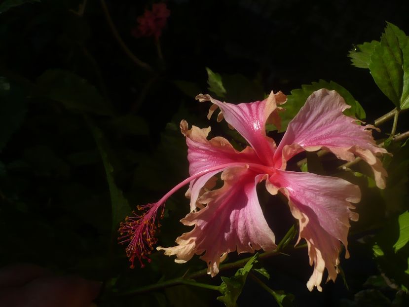 P1460504 - HIBISCUSI 2020-4