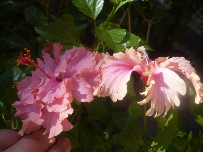 P1460505 - HIBISCUSI 2020-4