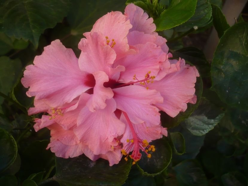 P1460506 - HIBISCUSI 2020-4