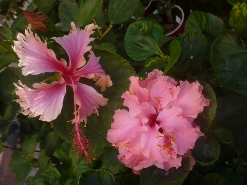 P1460508 - HIBISCUSI 2020-4