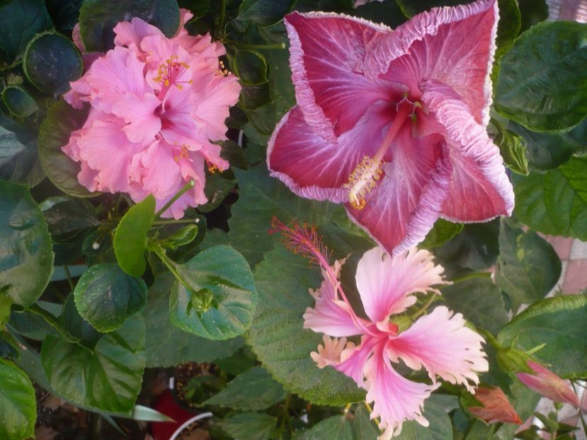 P1460512 - HIBISCUSI 2020-4