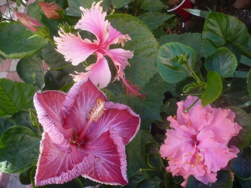 P1460513 - HIBISCUSI 2020-4