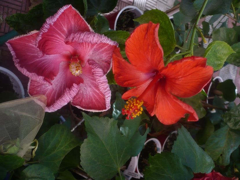 P1460514 - HIBISCUSI 2020-4