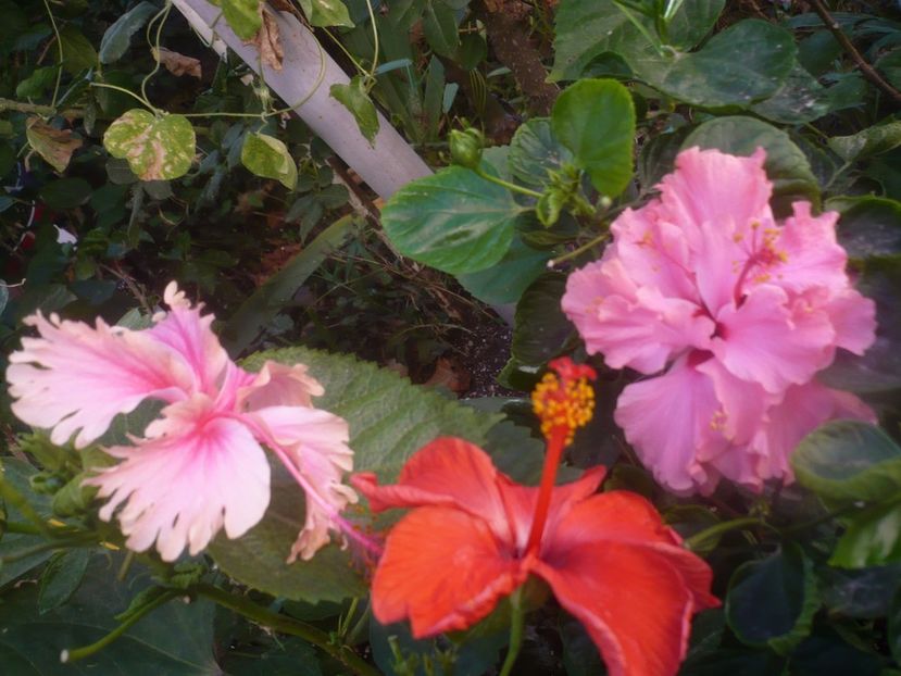 P1460515 - HIBISCUSI 2020-4