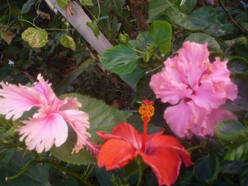 P1460516 - HIBISCUSI 2020-4