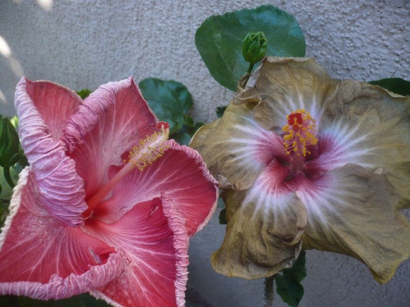 P1460501 - Russian Hot Chocolate