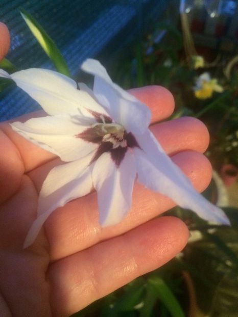 Cum se numește? - Begonile mele din 2020-2021-2022-2023