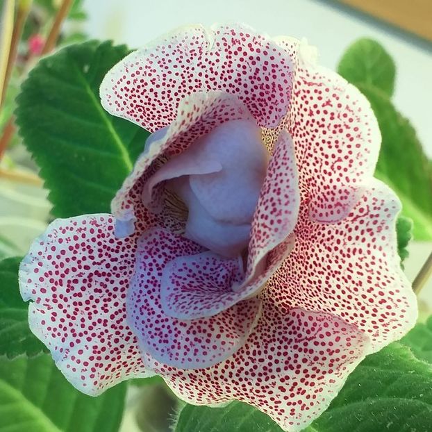 119576921_3275188549229191_8394918947562604851_o - Gloxinia 2020