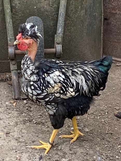 Cocos metis wyandotte motat golas - Puisori 2020