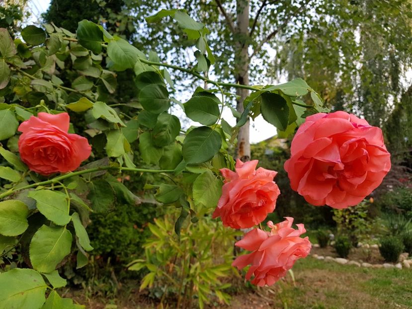 DD Bridgewater - 2020 Vara_Idilic Garden