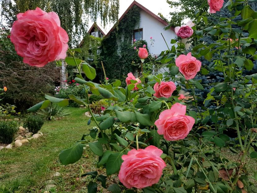 Laurent Cabrol - 2020 Vara_Idilic Garden