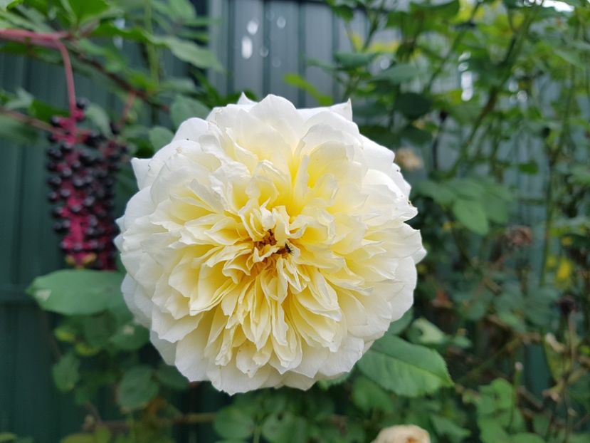 The Pelegrin - 2020 Vara_Idilic Garden