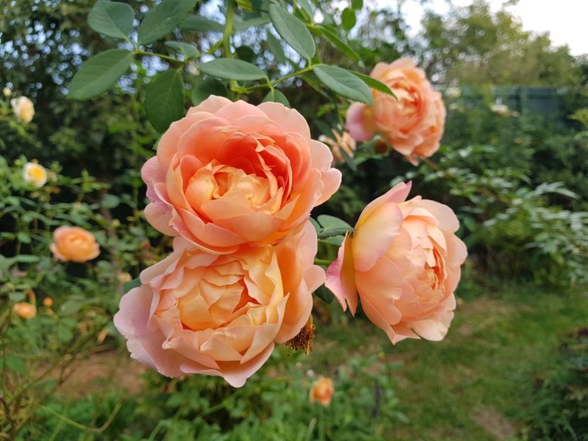 Lady of Shallot - 2020 Vara_Idilic Garden