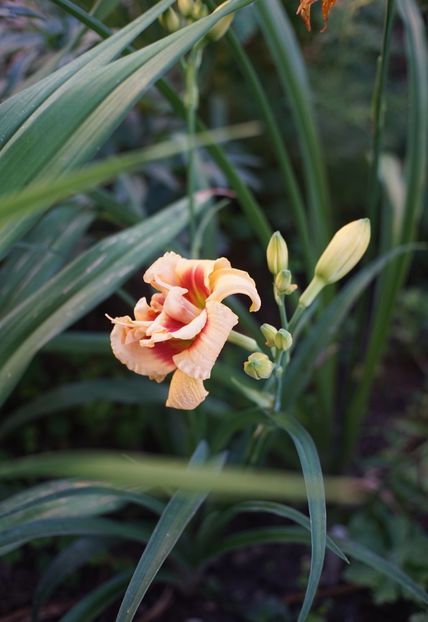 Penny Pinsley - Hemerocallis 2018- 2019