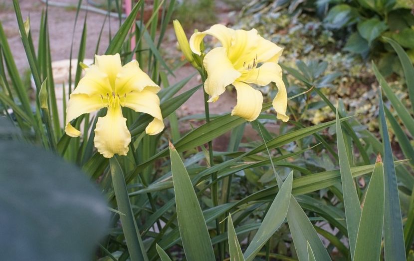  - Hemerocallis 2020- 2021- 2022