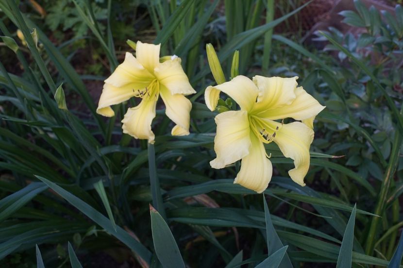 - Hemerocallis 2020- 2021- 2022