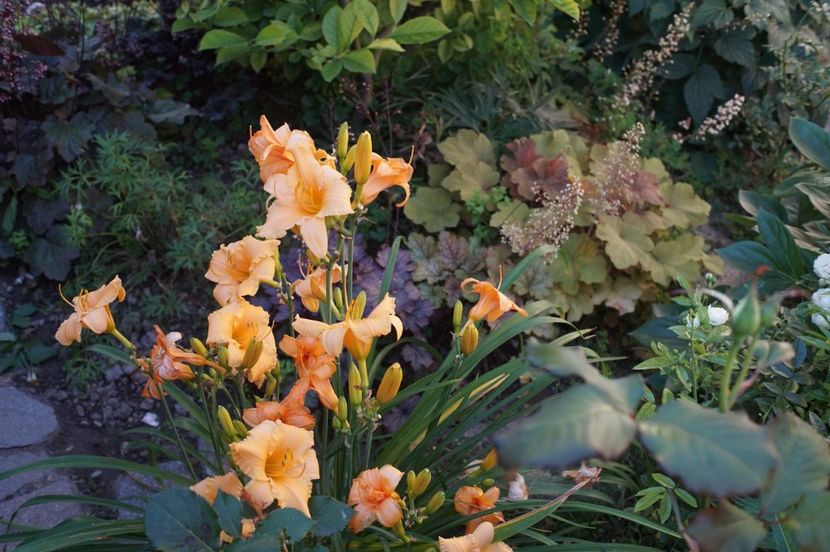  - Hemerocallis 2020- 2021- 2022