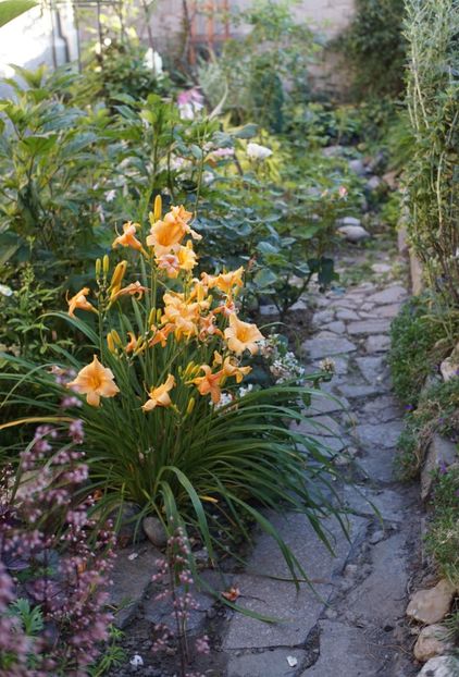 Mini Pearl - Hemerocallis 2020- 2021- 2022