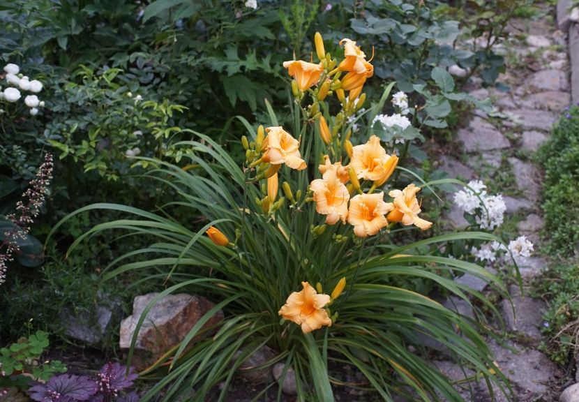  - Hemerocallis 2020- 2021- 2022