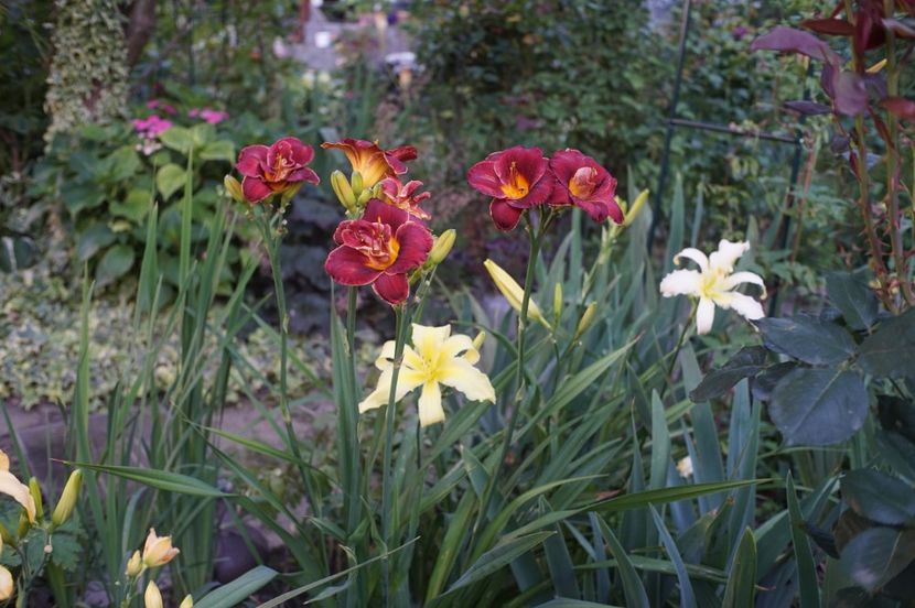  - Hemerocallis 2020- 2021- 2022